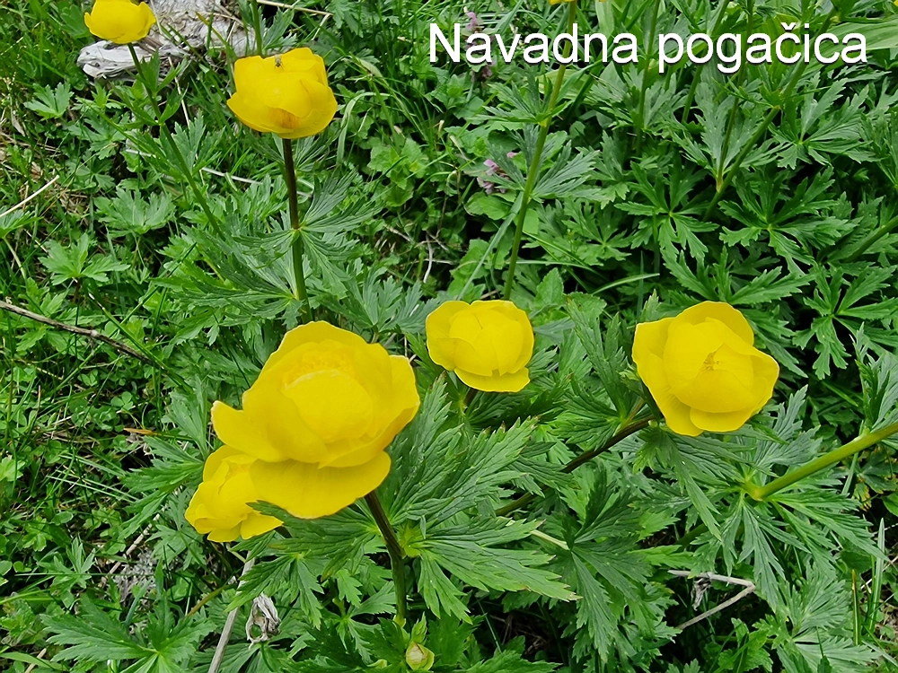 Slika je vidna v Google Chromu.