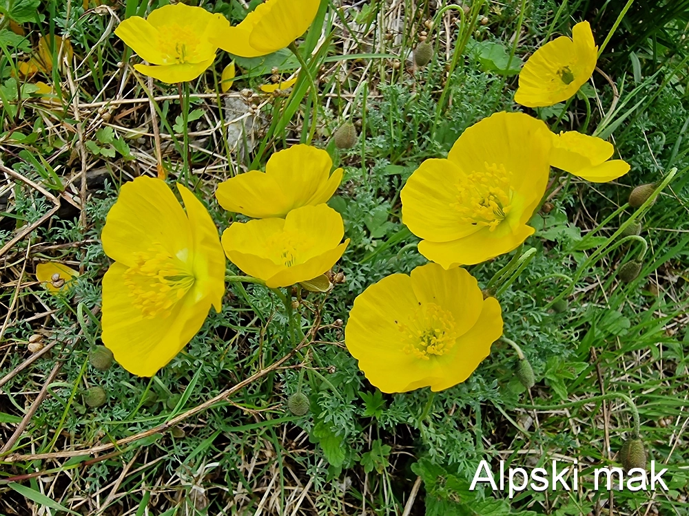 Slika je vidna v Google Chromu.