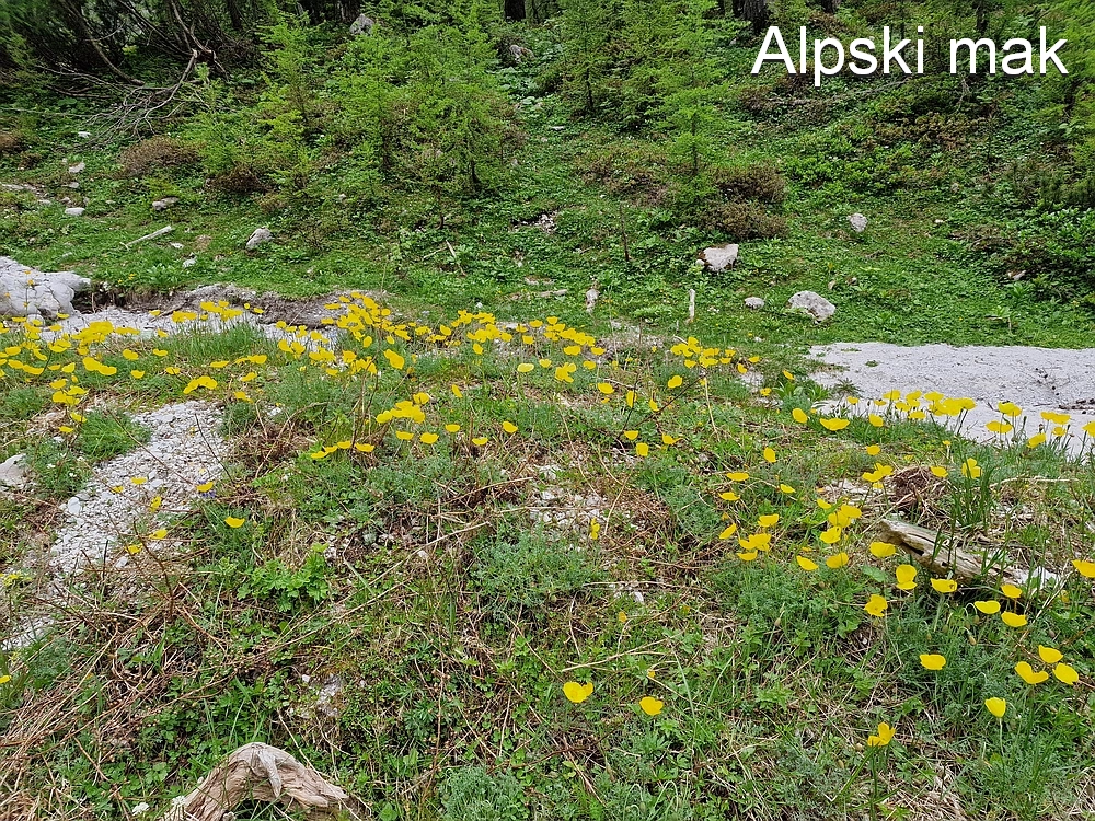 Slika je vidna v Google Chromu.