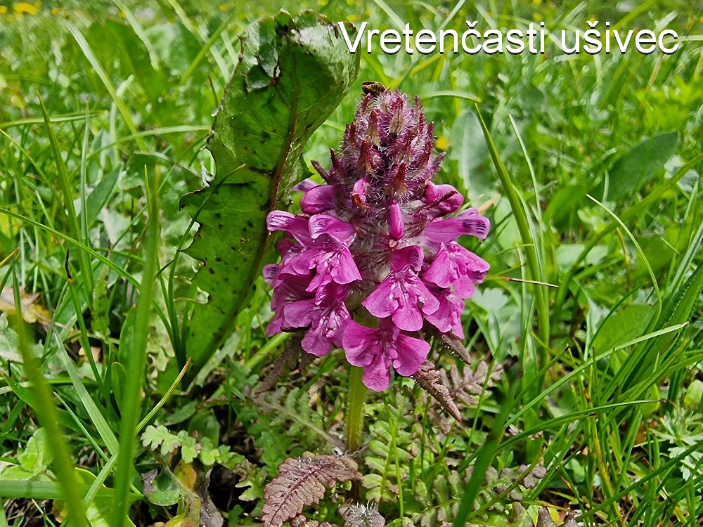 Slika je vidna v Google Chromu.