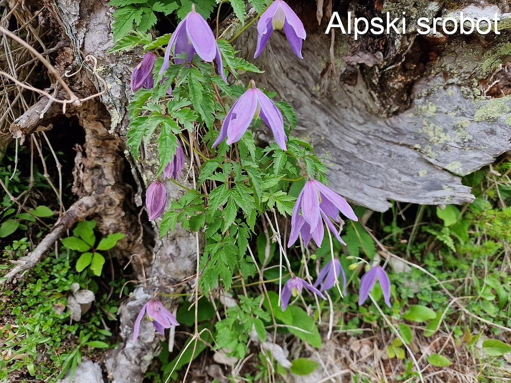Slika je vidna v Google Chromu.