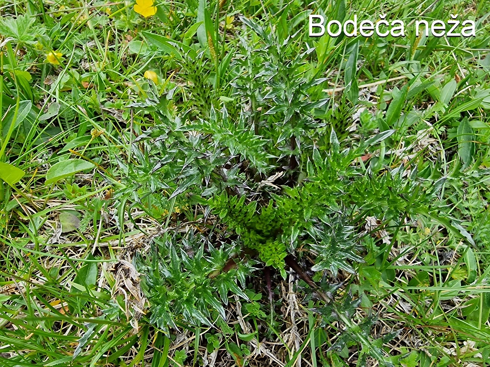 Slika je vidna v Google Chromu.