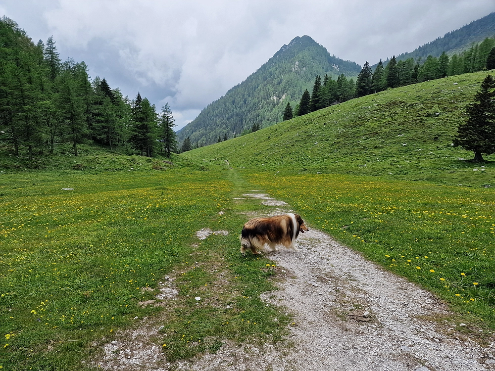 Slika je vidna v Google Chromu.