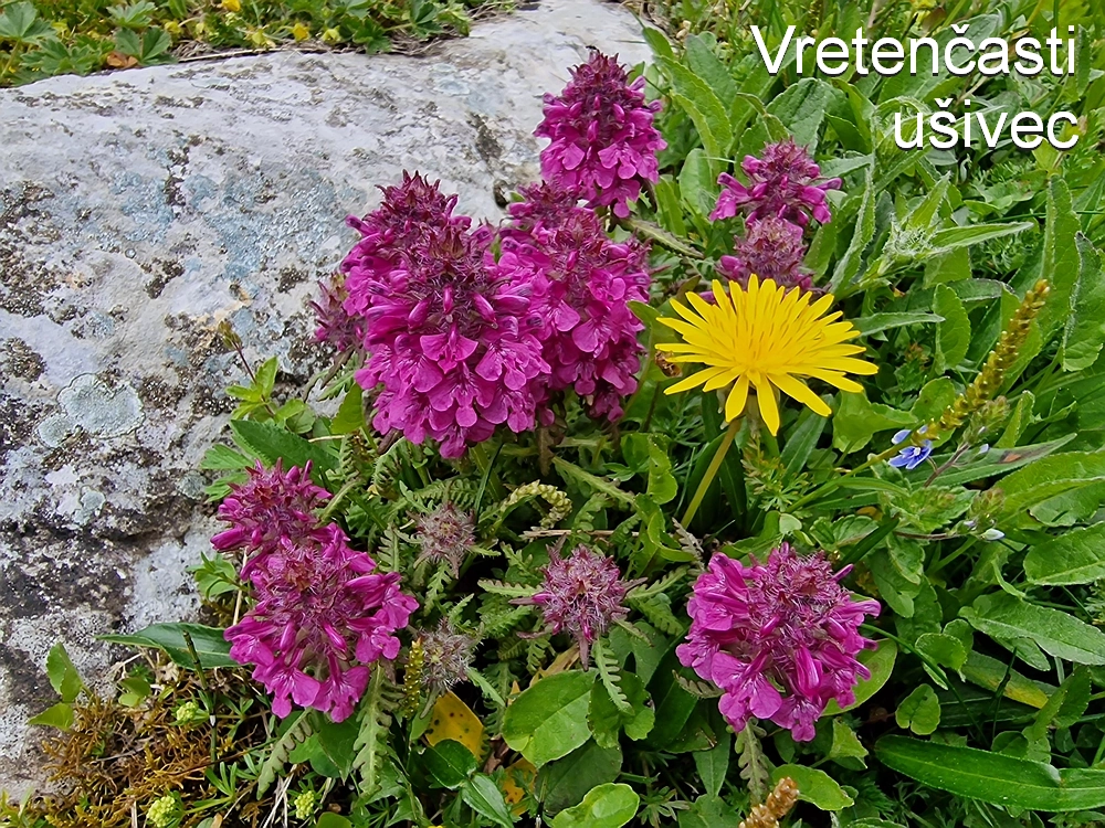 Slika je vidna v Google Chromu.