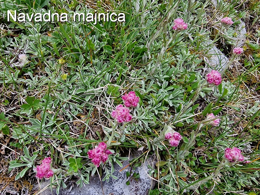 Slika je vidna v Google Chromu.