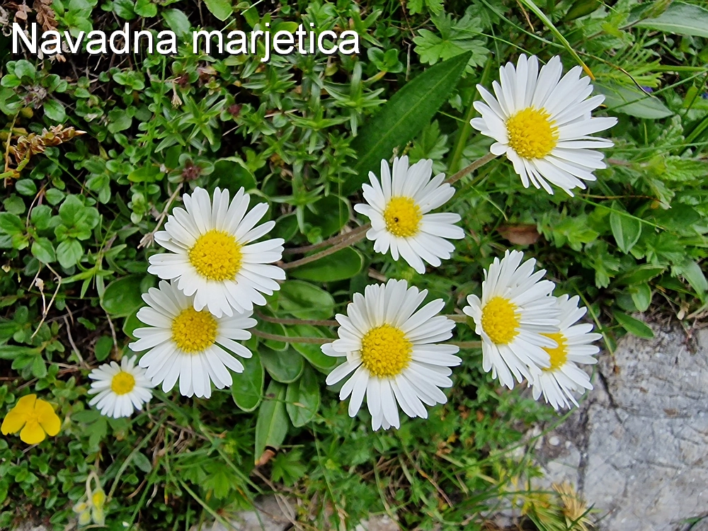 Slika je vidna v Google Chromu.