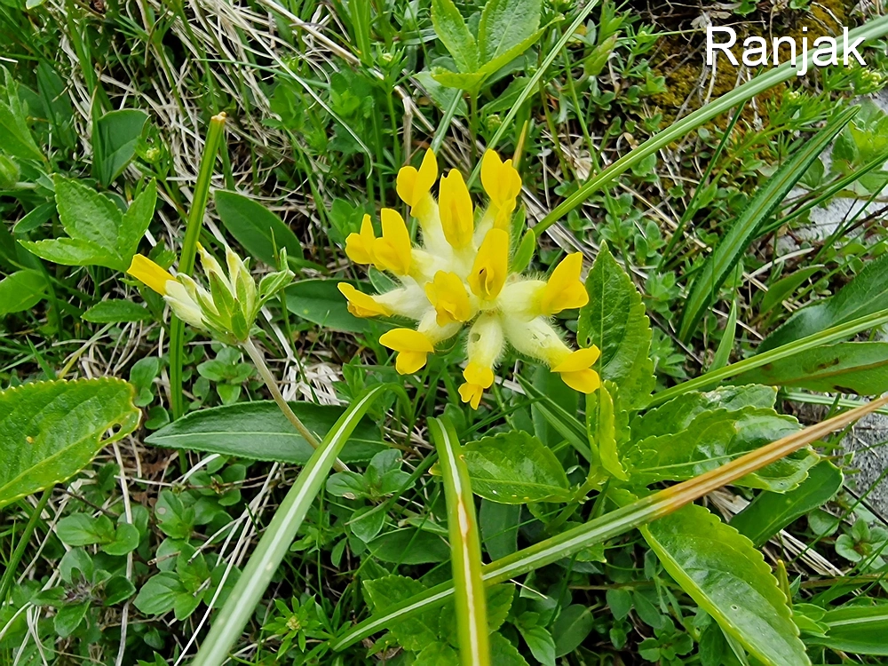 Slika je vidna v Google Chromu.