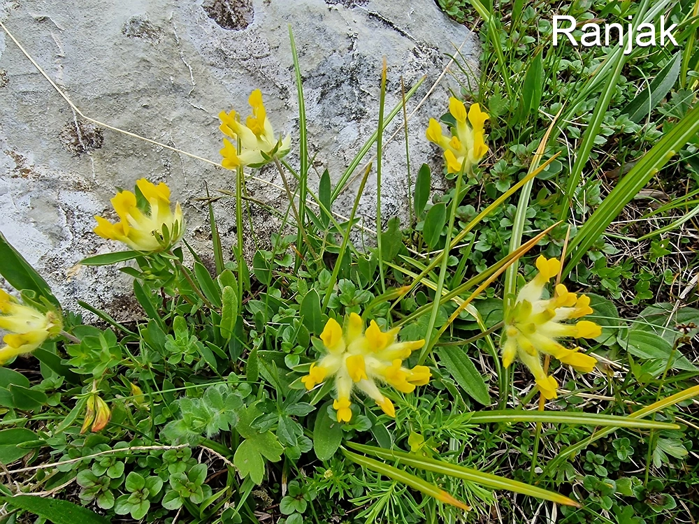 Slika je vidna v Google Chromu.