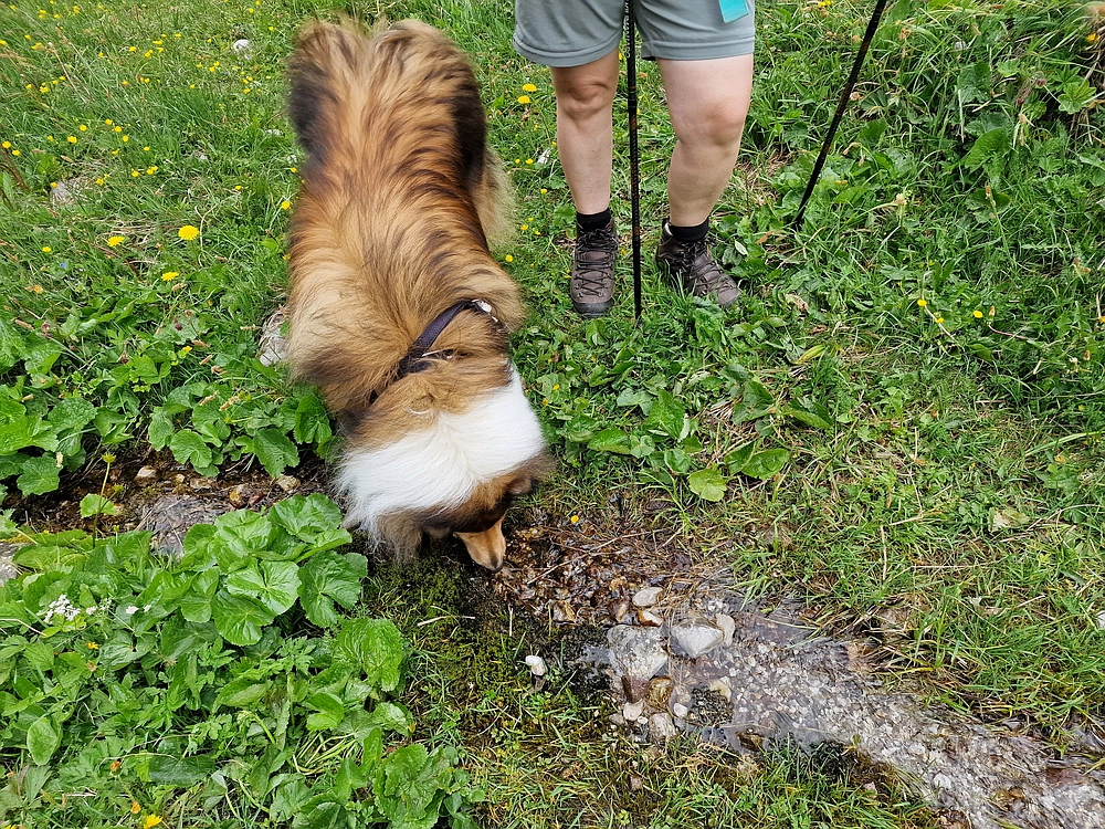 Slika je vidna v Google Chromu.