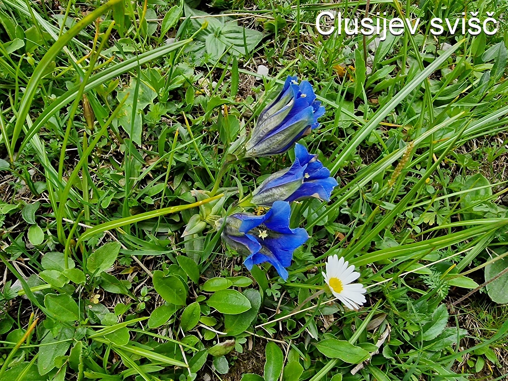 Slika je vidna v Google Chromu.