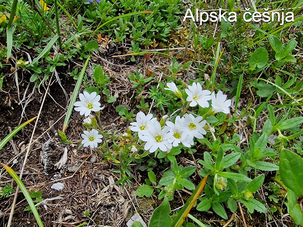 Slika je vidna v Google Chromu.