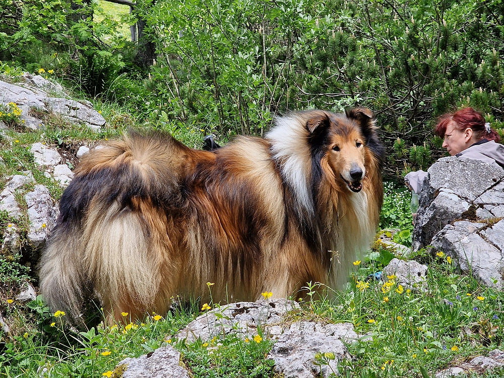 Slika je vidna v Google Chromu.