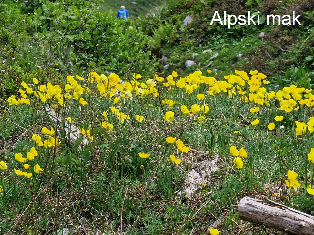 Slika je vidna v Google Chromu.