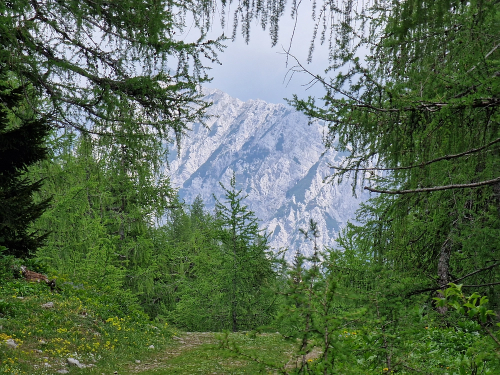 Slika je vidna v Google Chromu.