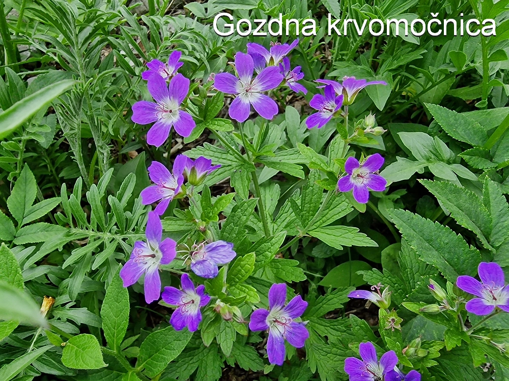 Slika je vidna v Google Chromu.