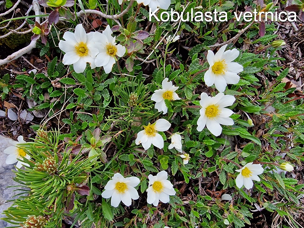 Slika je vidna v Google Chromu.