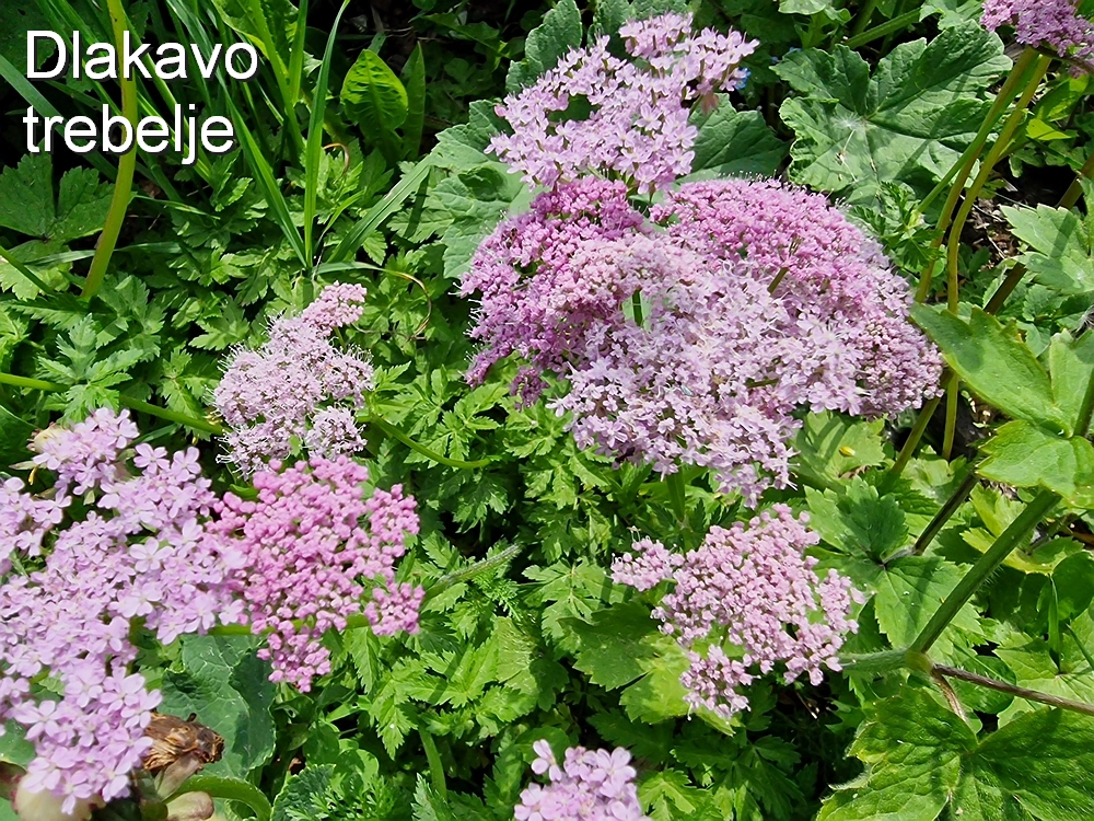 Slika je vidna v Google Chromu.