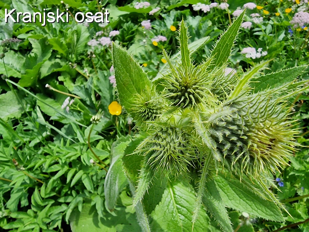 Slika je vidna v Google Chromu.