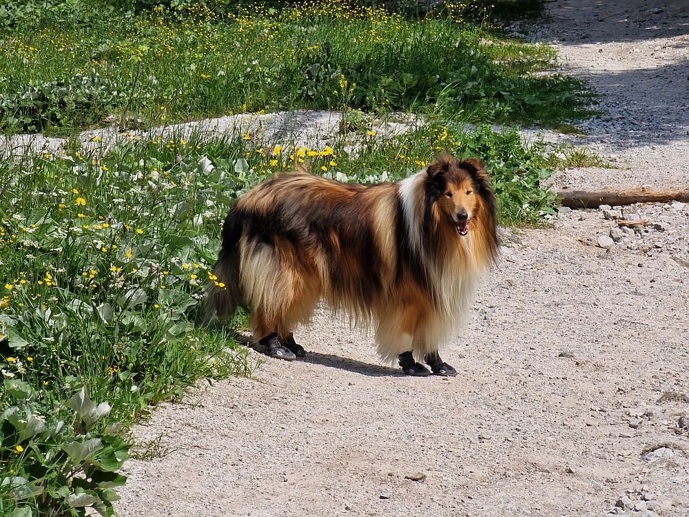 Slika je vidna v Google Chromu.