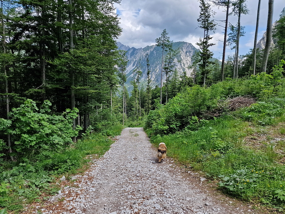 Slika je vidna v Google Chromu.