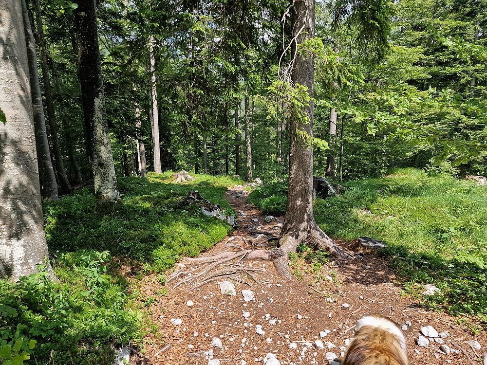 Slika je vidna v Google Chromu.