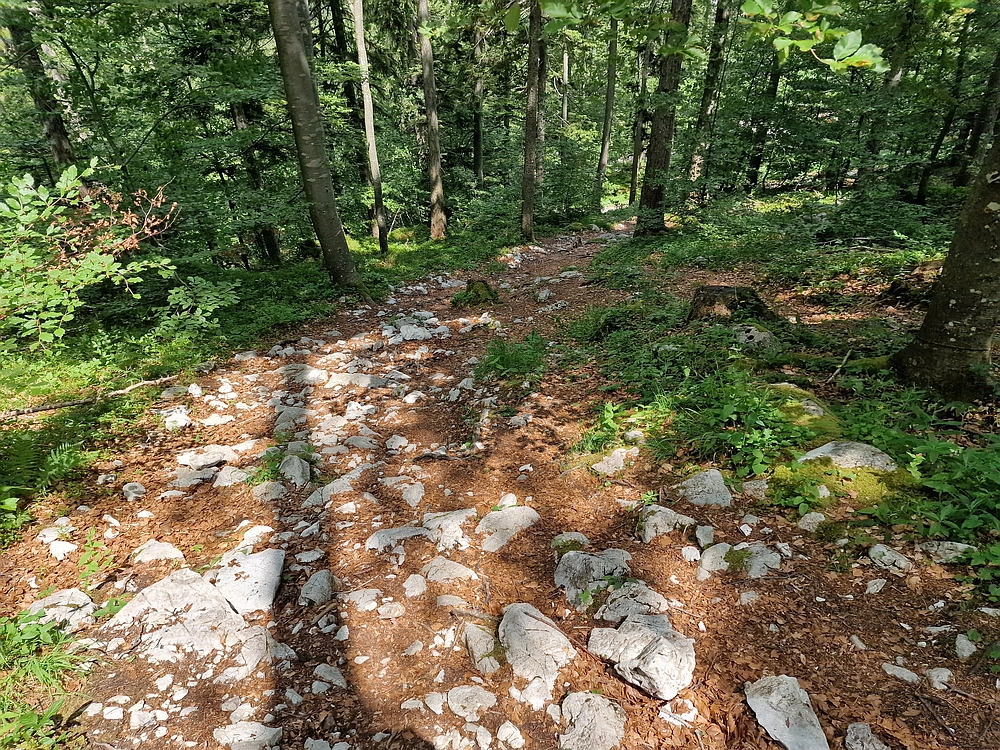 Slika je vidna v Google Chromu.