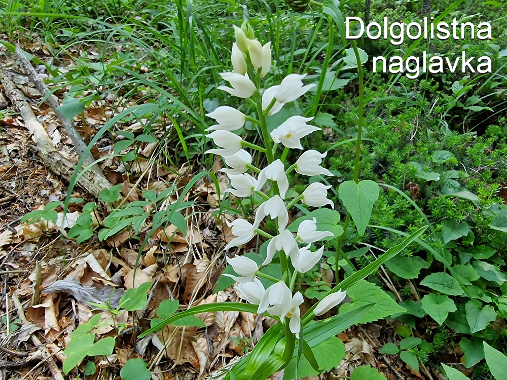 Slika je vidna v Google Chromu.