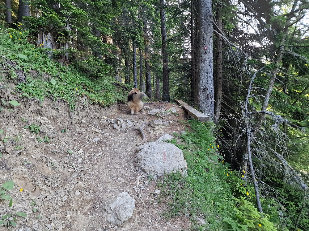Slika je vidna v Google Chromu.