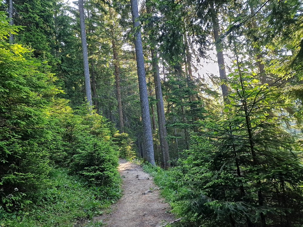 Slika je vidna v Google Chromu.