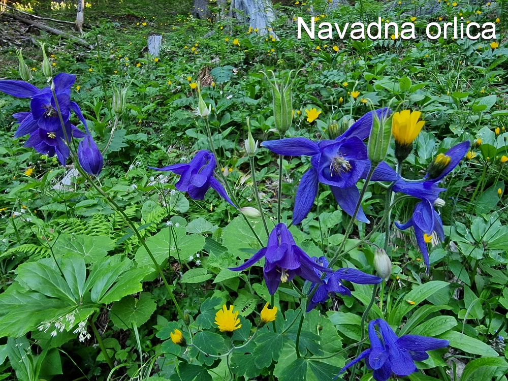 Slika je vidna v Google Chromu.