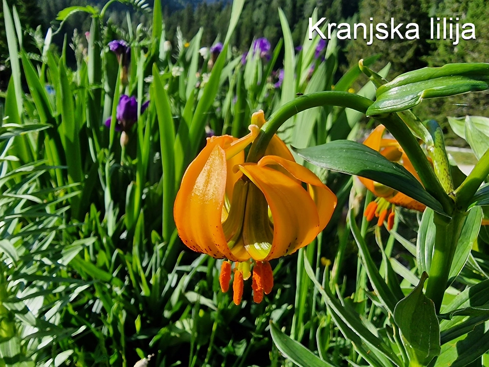 Slika je vidna v Google Chromu.