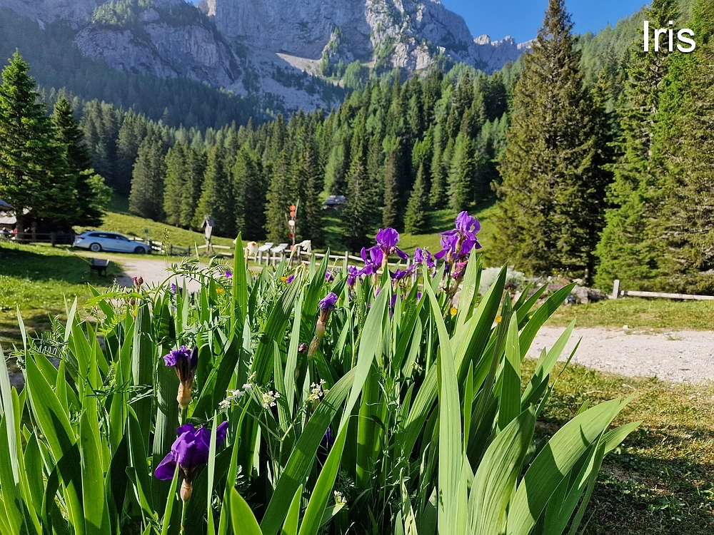 Slika je vidna v Google Chromu.