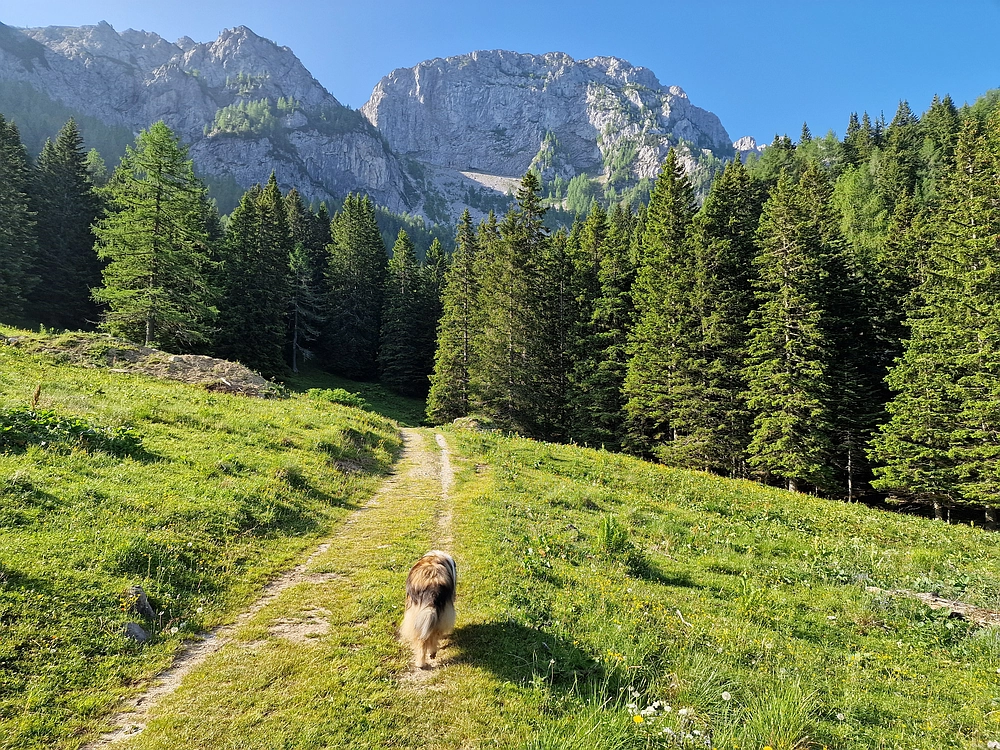 Slika je vidna v Google Chromu.