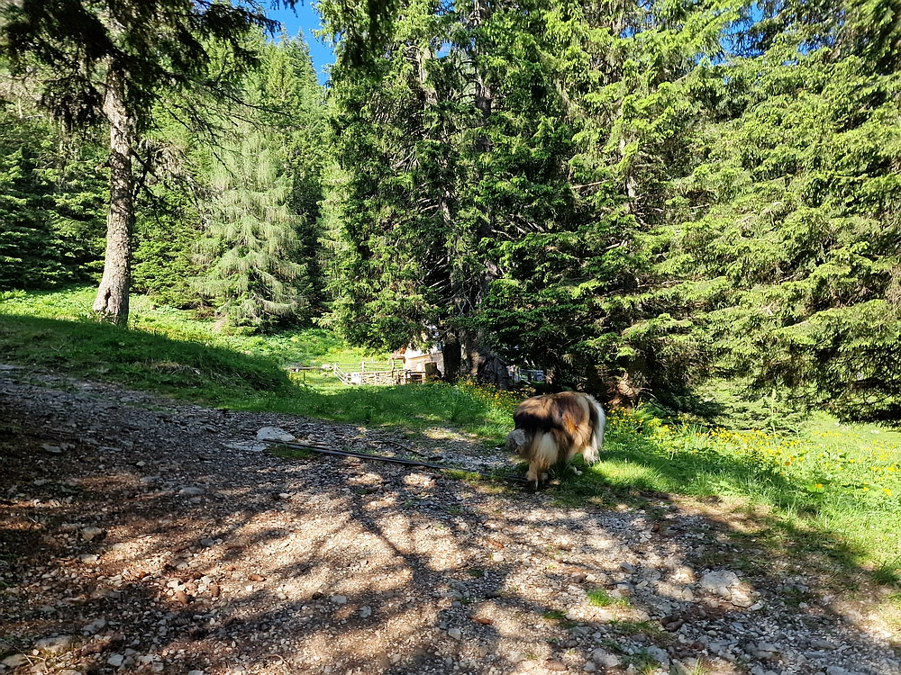 Slika je vidna v Google Chromu.