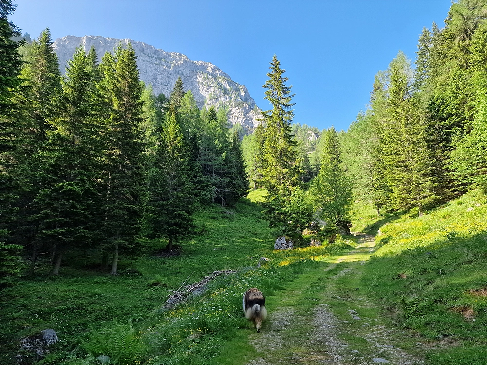 Slika je vidna v Google Chromu.