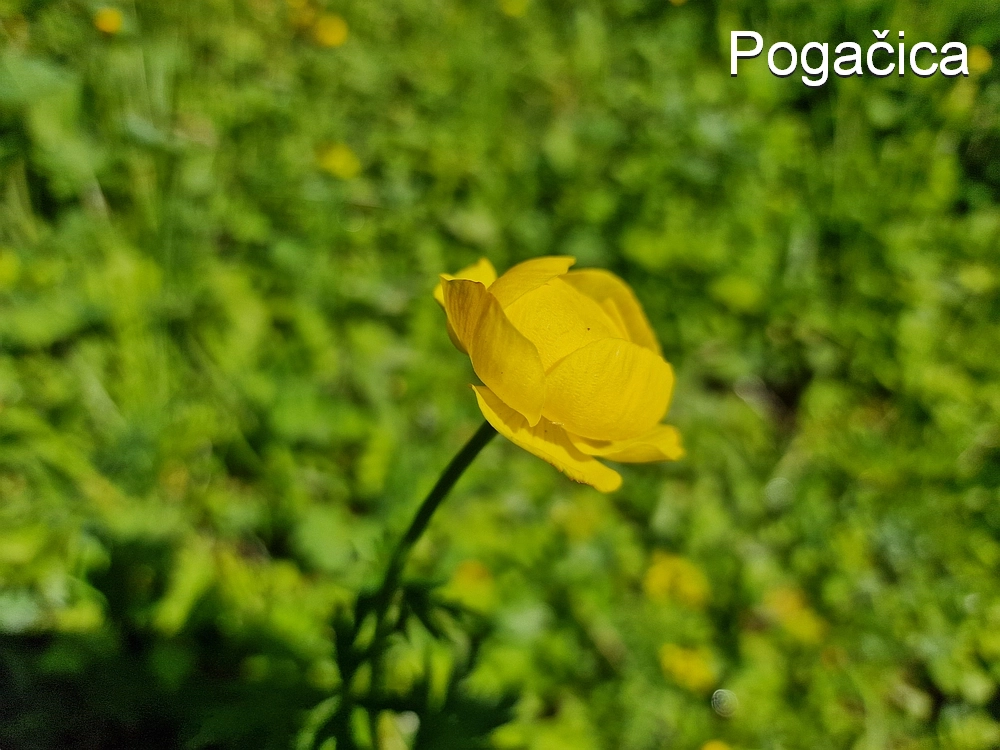 Slika je vidna v Google Chromu.