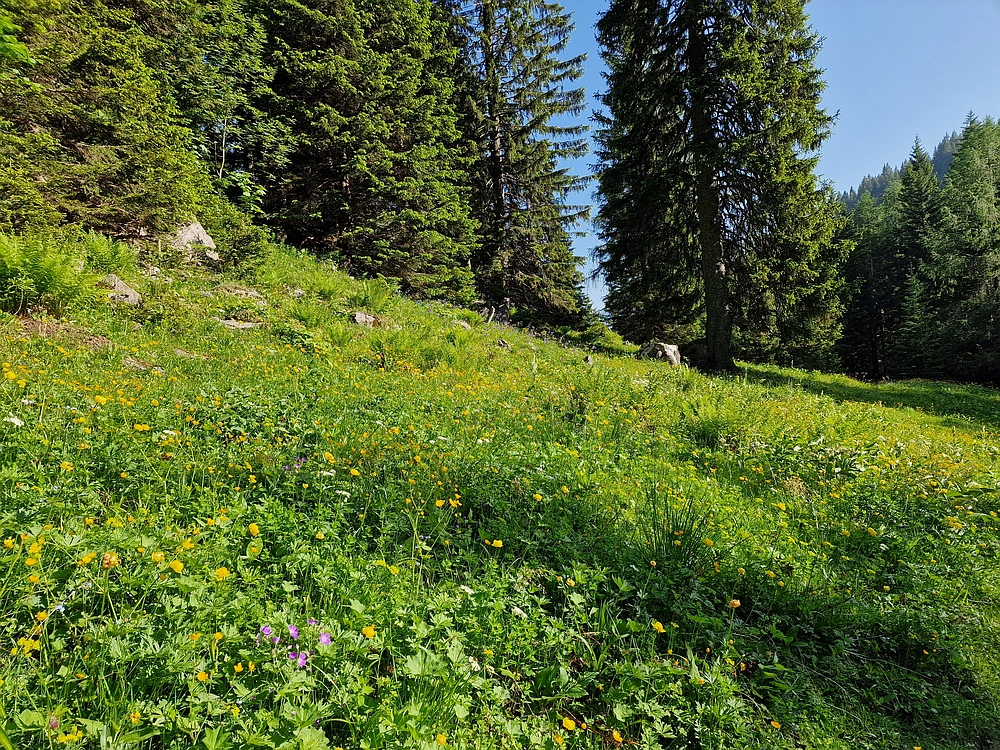 Slika je vidna v Google Chromu.