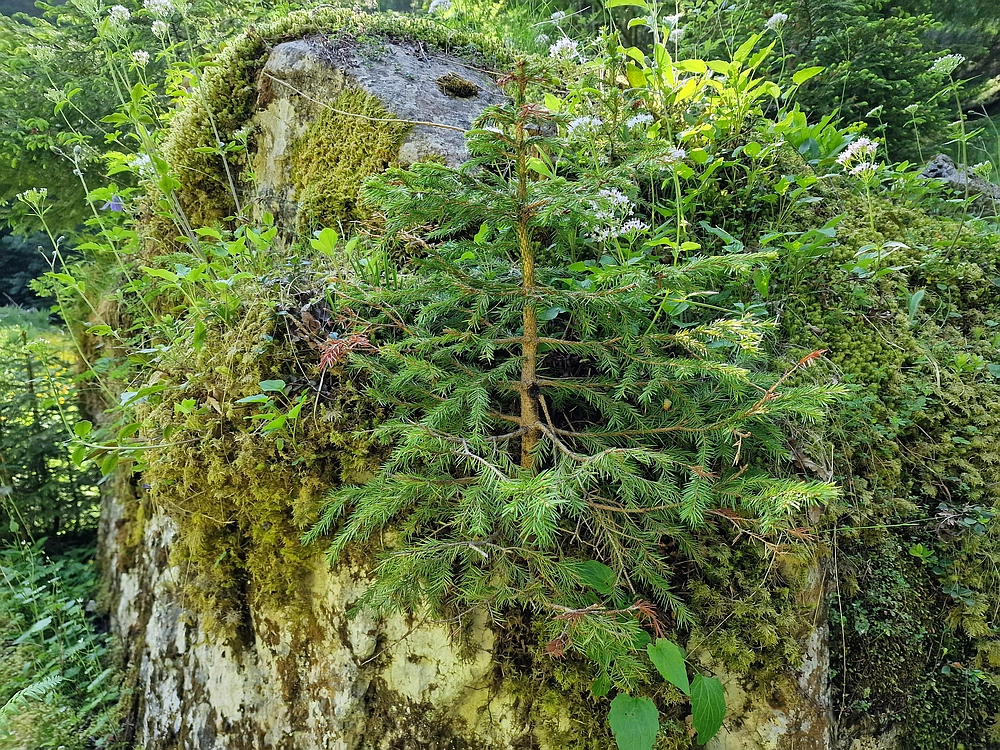 Slika je vidna v Google Chromu.