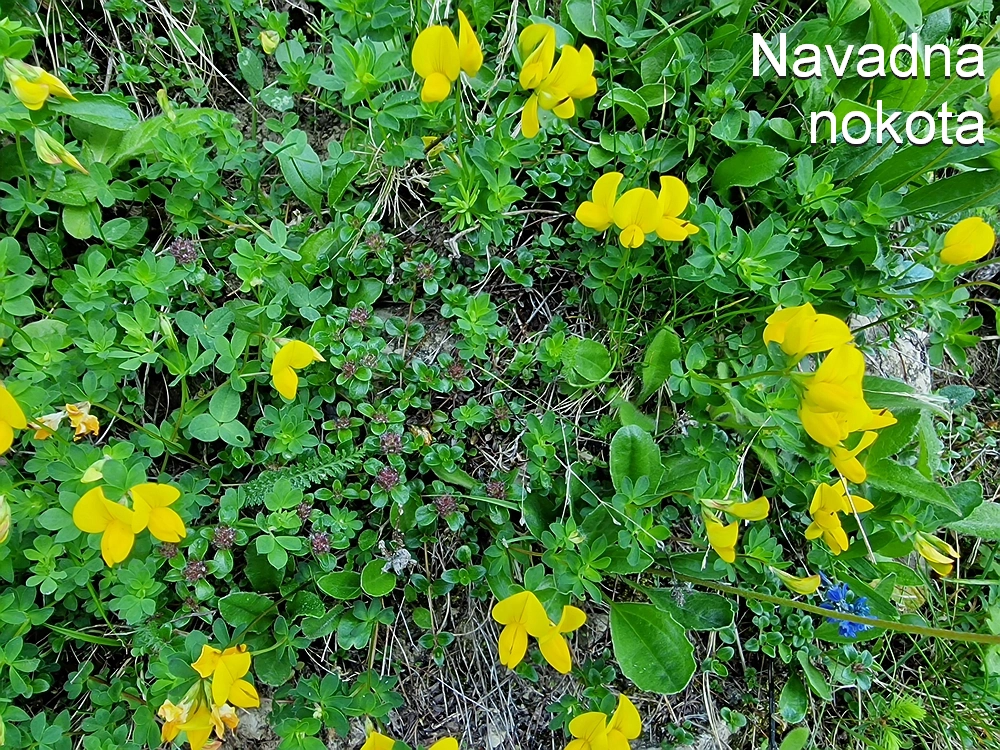 Slika je vidna v Google Chromu.