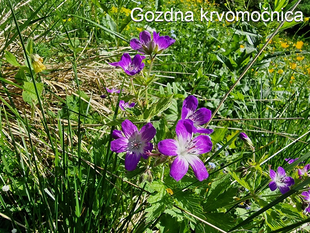 Slika je vidna v Google Chromu.