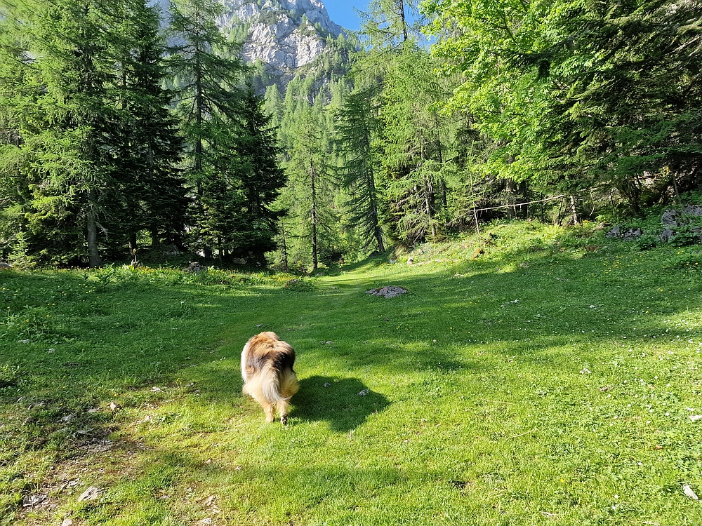 Slika je vidna v Google Chromu.