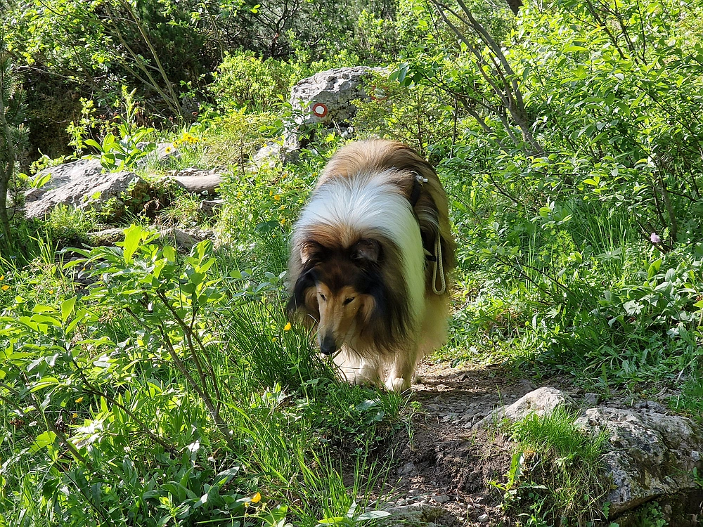 Slika je vidna v Google Chromu.
