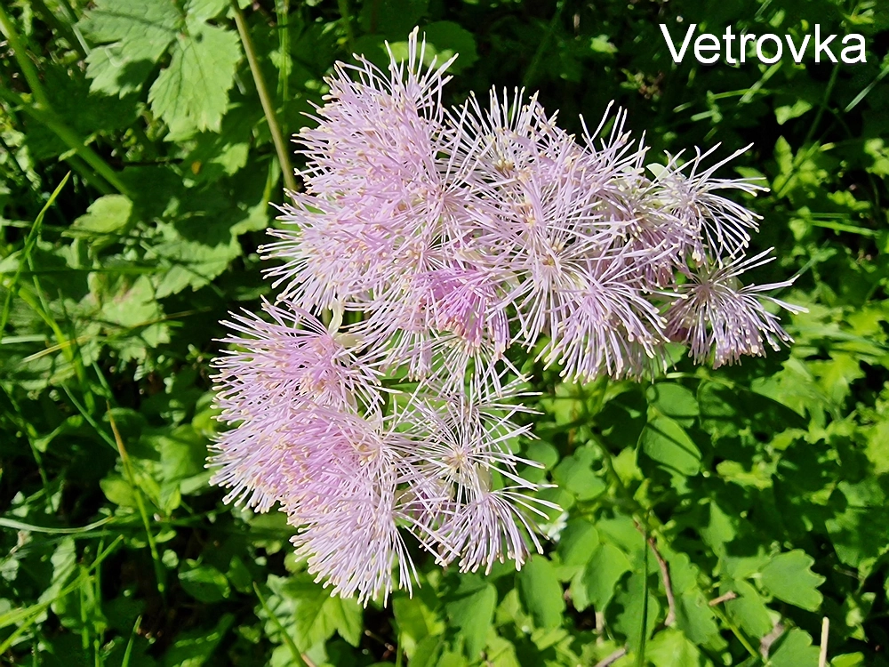 Slika je vidna v Google Chromu.