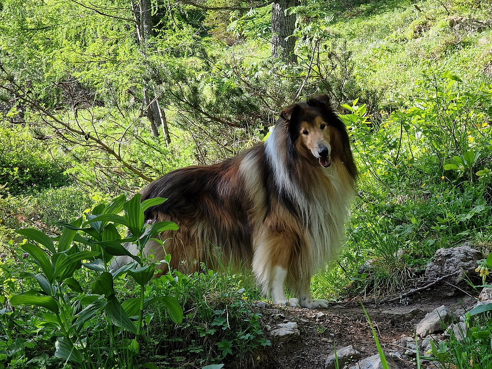 Slika je vidna v Google Chromu.