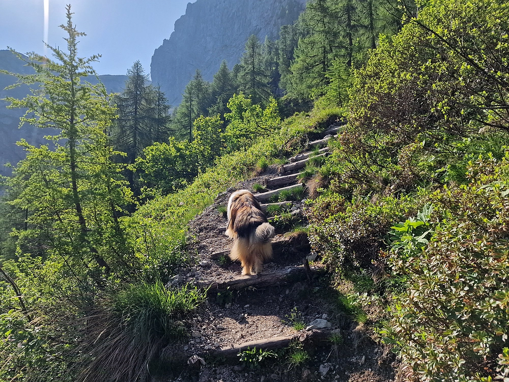 Slika je vidna v Google Chromu.