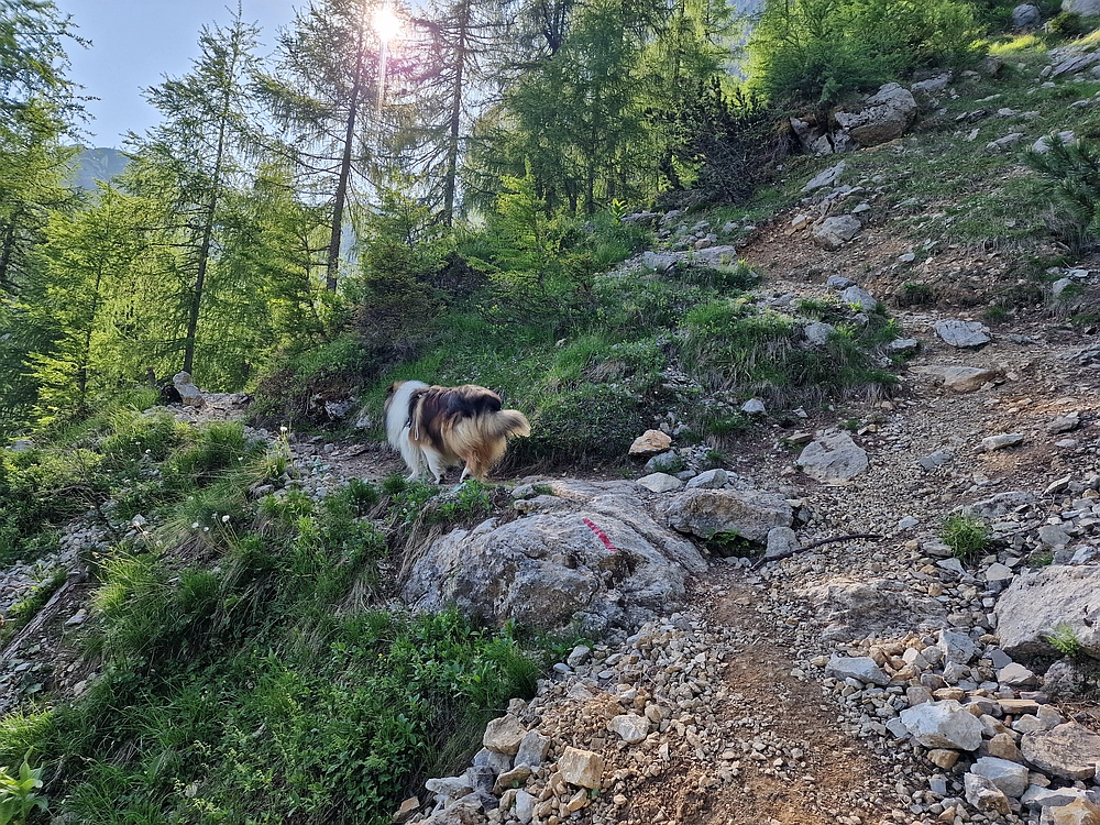 Slika je vidna v Google Chromu.