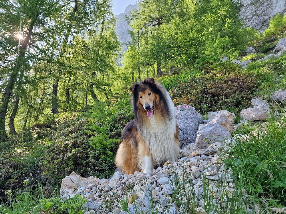 Slika je vidna v Google Chromu.