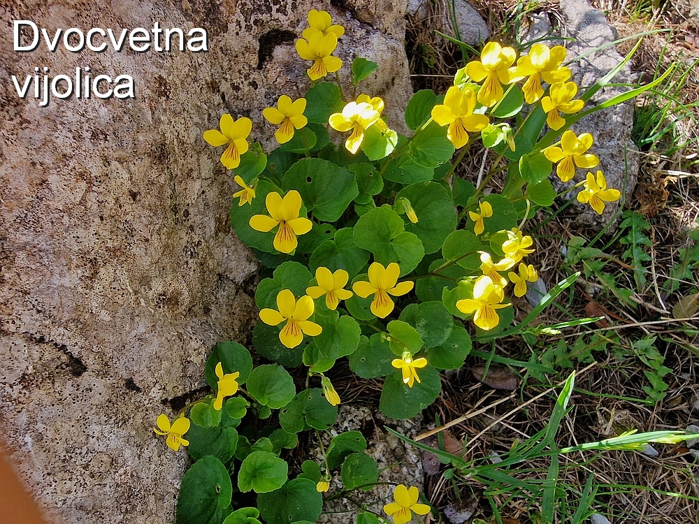 Slika je vidna v Google Chromu.