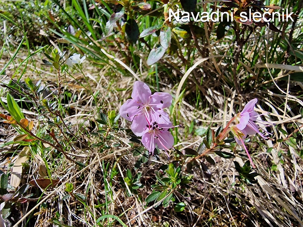 Slika je vidna v Google Chromu.
