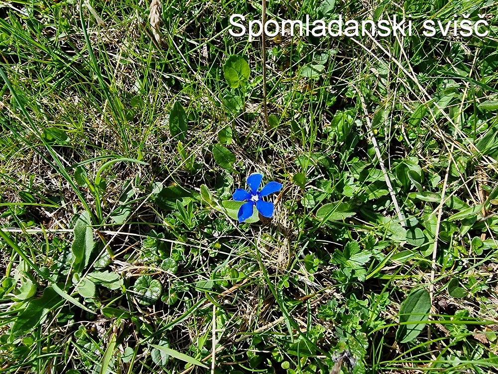 Slika je vidna v Google Chromu.